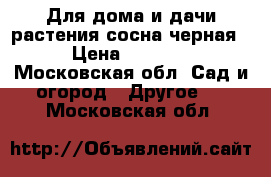  Для дома и дачи-растения сосна черная › Цена ­ 2 500 - Московская обл. Сад и огород » Другое   . Московская обл.
